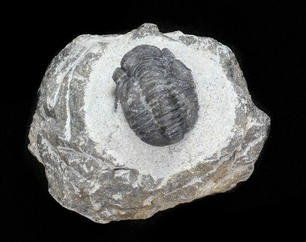 Bargain, Gerastos Trilobite Fossil - Morocco #57624